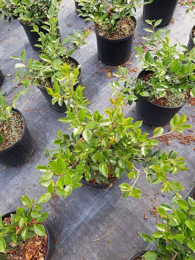 Camellia 'Shishi-Gashira' - Camellia from Jericho Farms