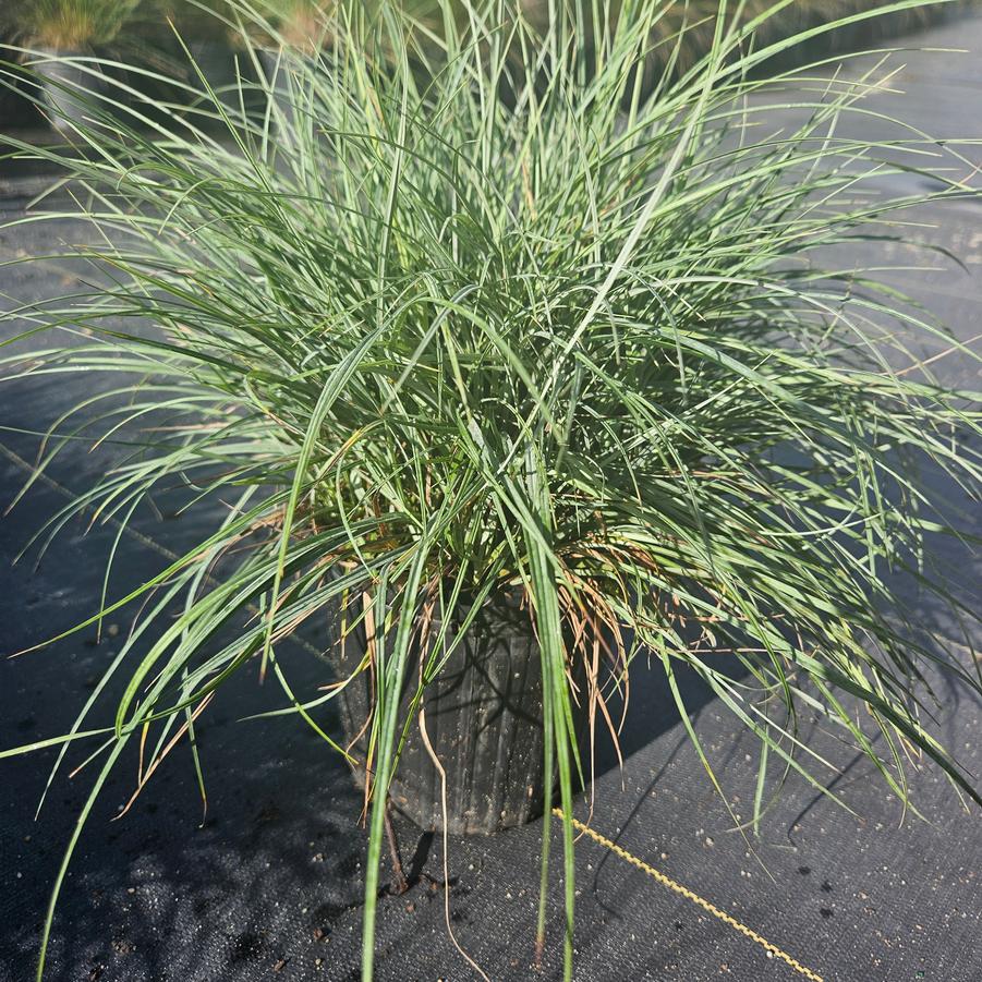 Carex glauca 'Blue Zinger' - Sedge from Jericho Farms