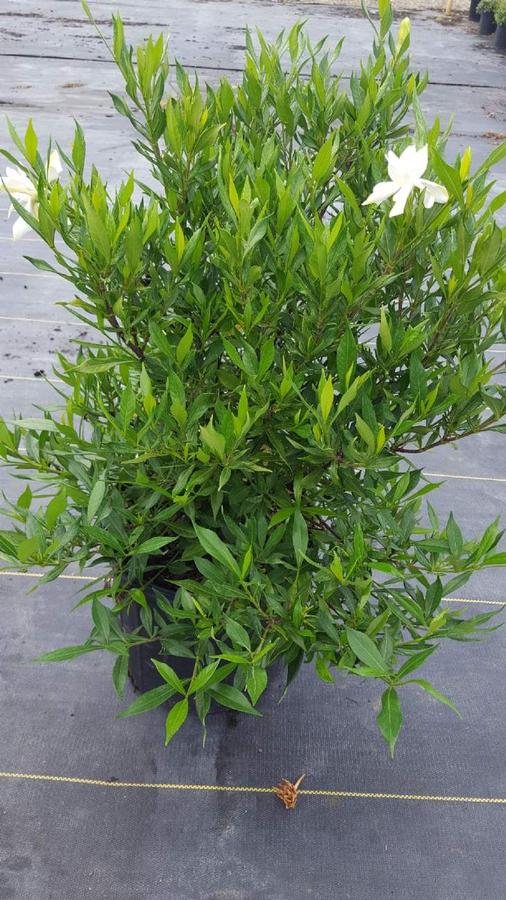 Gardenia jasminoides 'Frost Proof' - Gardenia from Jericho Farms