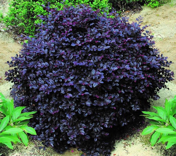 Loropetalum chinense Cerise Charm™