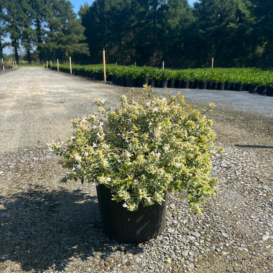Abelia x grandiflora 'Radiance' - Glossy Abelia from Jericho Farms