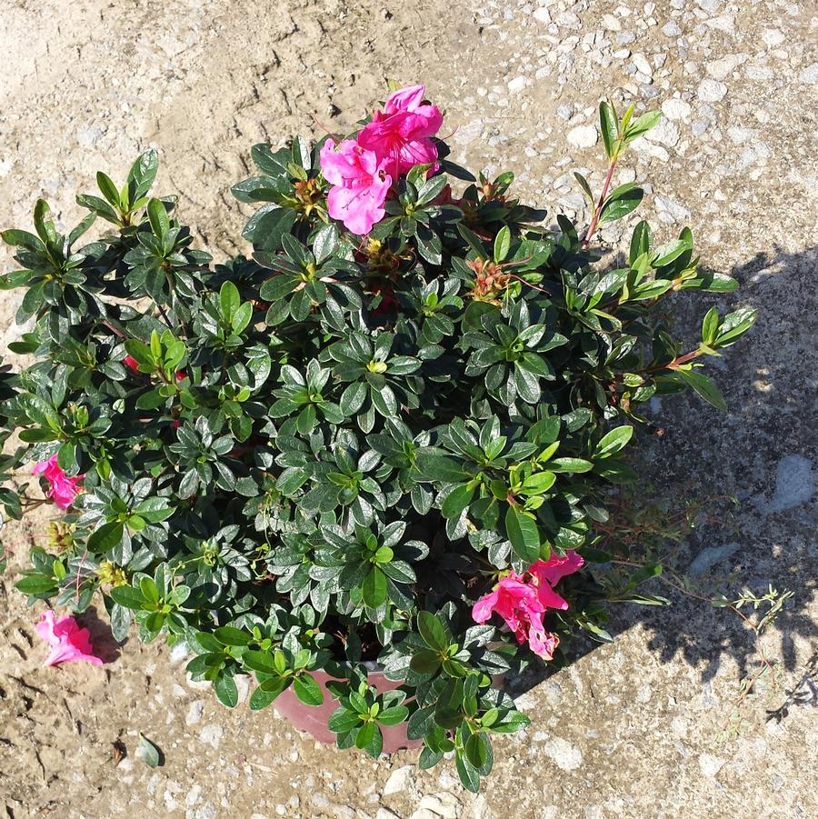 Rhododendron Encore® 'Autumn Carnival®' - Azalea from Jericho Farms