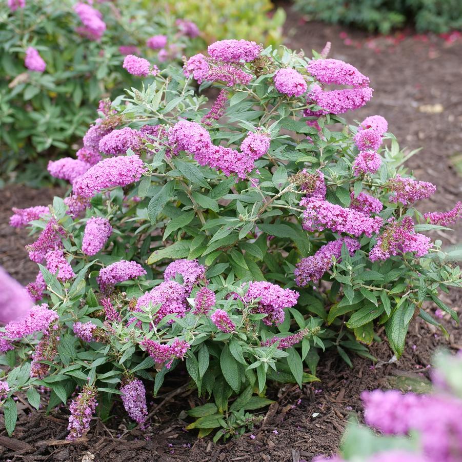 Photo courtesy of Proven Winners ColorChoice Shrubs
