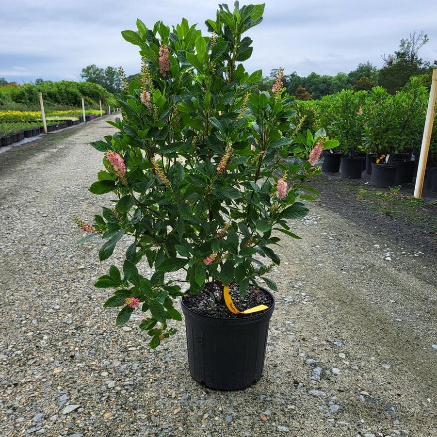 Clethra alnifolia 'Ruby Spice' - Summersweet from Jericho Farms