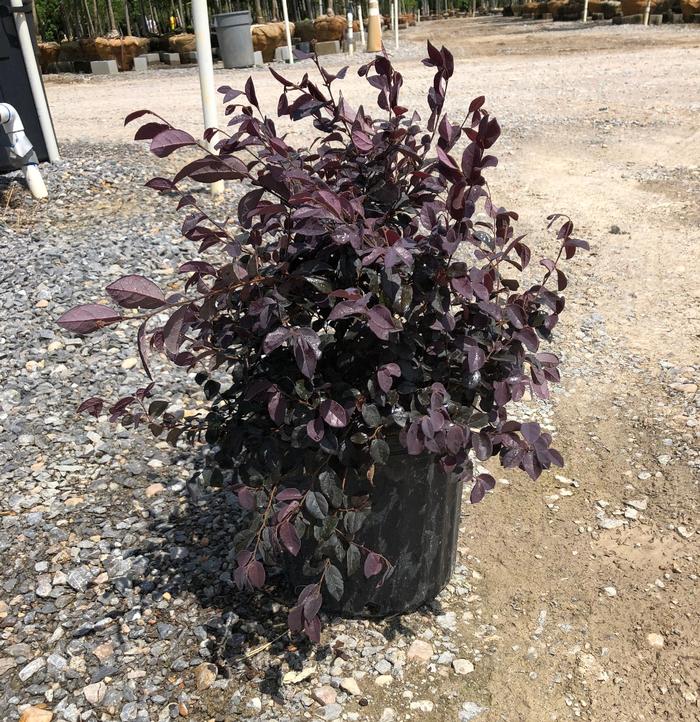 Loropetalum chinense 'Ruby' - Chinese Fringe Flower from Jericho Farms