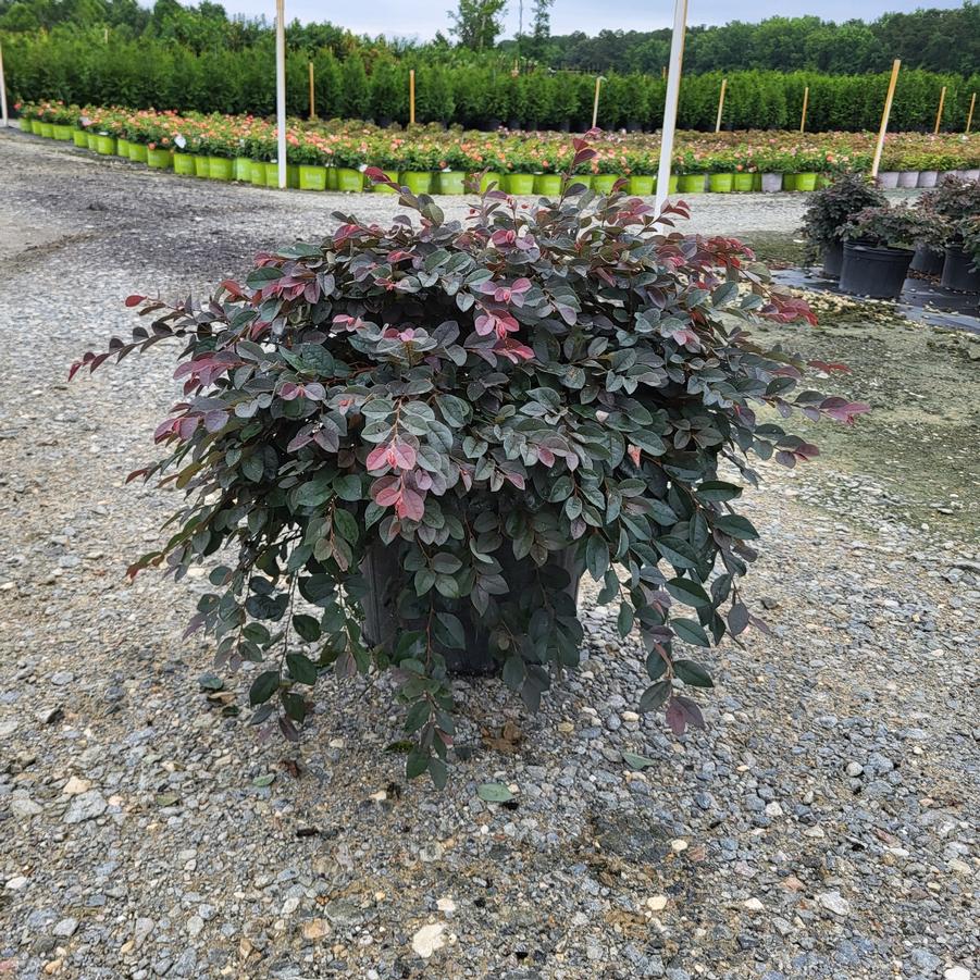 Loropetalum chinense f. rubrum 'Zhuzhou Fuchsia' - Chinese Fringe-flower from Jericho Farms