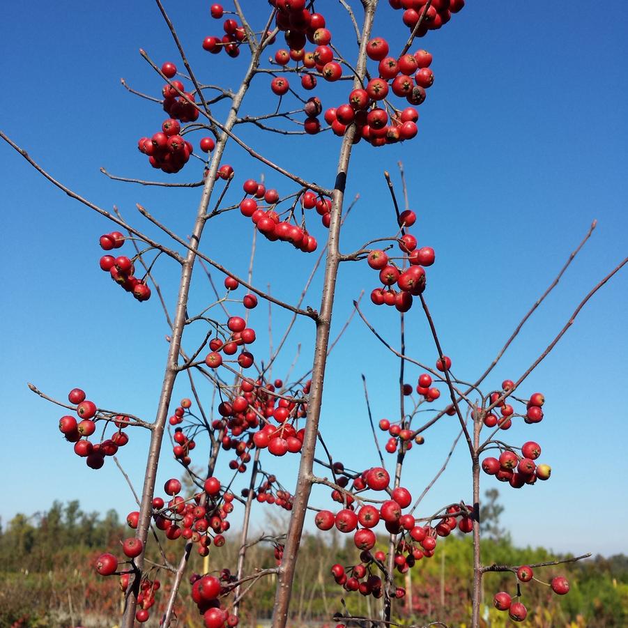 Aronia arbutifolia 'Brilliantissima' - Red Chokeberry from Jericho Farms