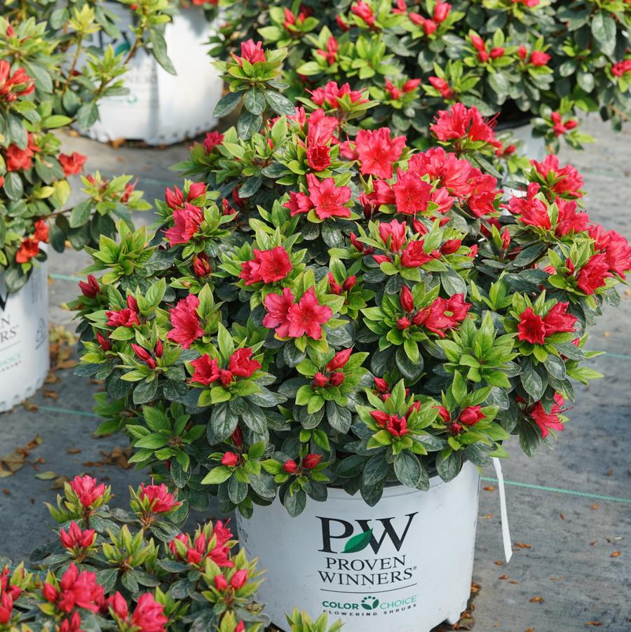 Photo courtesy of Proven Winners ColorChoice Shrubs
