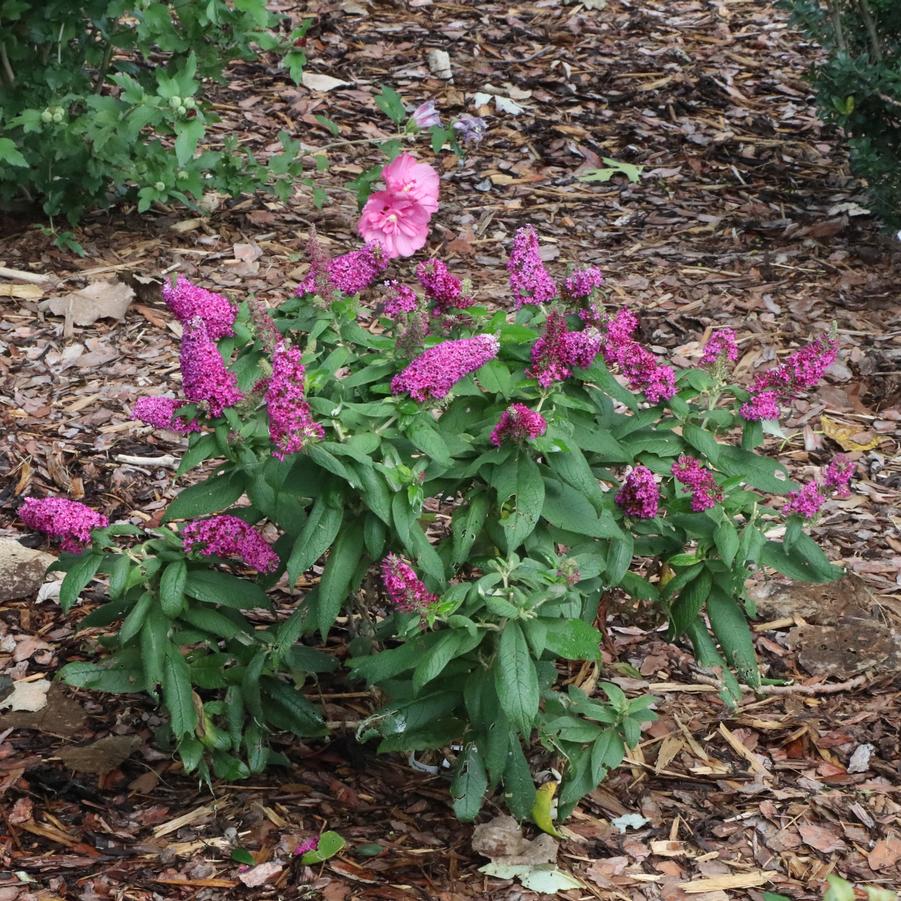 Photo courtesy of Proven Winners ColorChoice Shrubs
