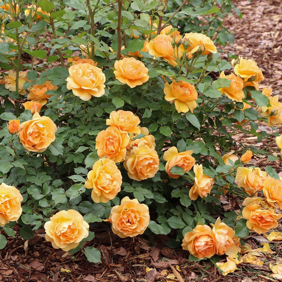 Photo courtesy of Proven Winners ColorChoice Shrubs
