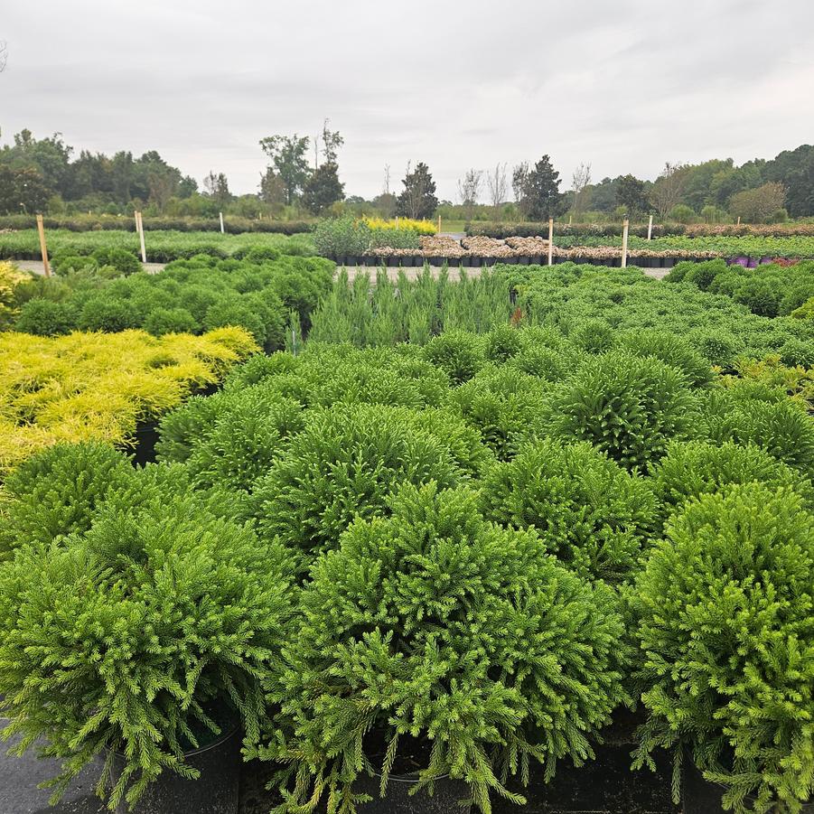 Cryptomeria japonica 'Globosa Nana' - Dwarf Globe Japanese Cedar from Jericho Farms