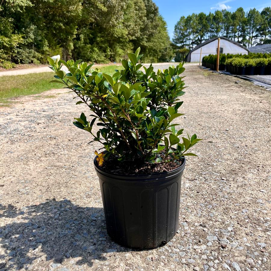Gardenia jasminoides 'Kleim's Hardy' - Gardenia from Jericho Farms