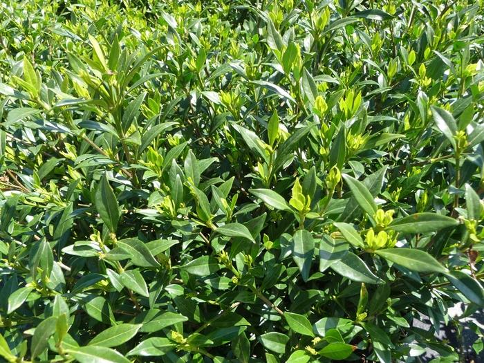 Gardenia jasminoides Radicans
