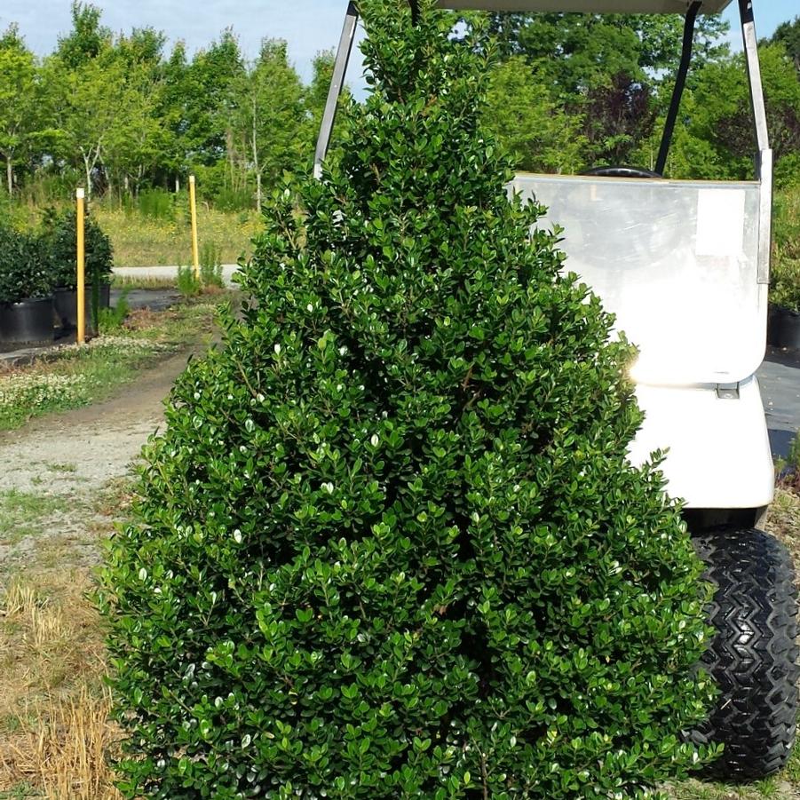 Ilex crenata 'Steeds' - Japanese Holly from Jericho Farms