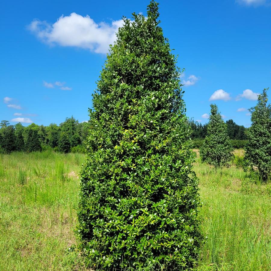 Ilex 'Christmas Jewel�' - Holly from Jericho Farms