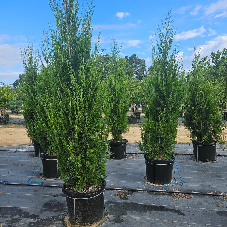 Juniperus chinensis 'Hetzii Columnaris' - Chinese Juniper from Jericho Farms