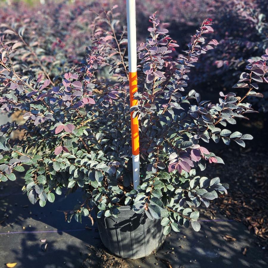 Loropetalum chinense 'Dark Fire' - Chinese Fringe-flower from Jericho Farms