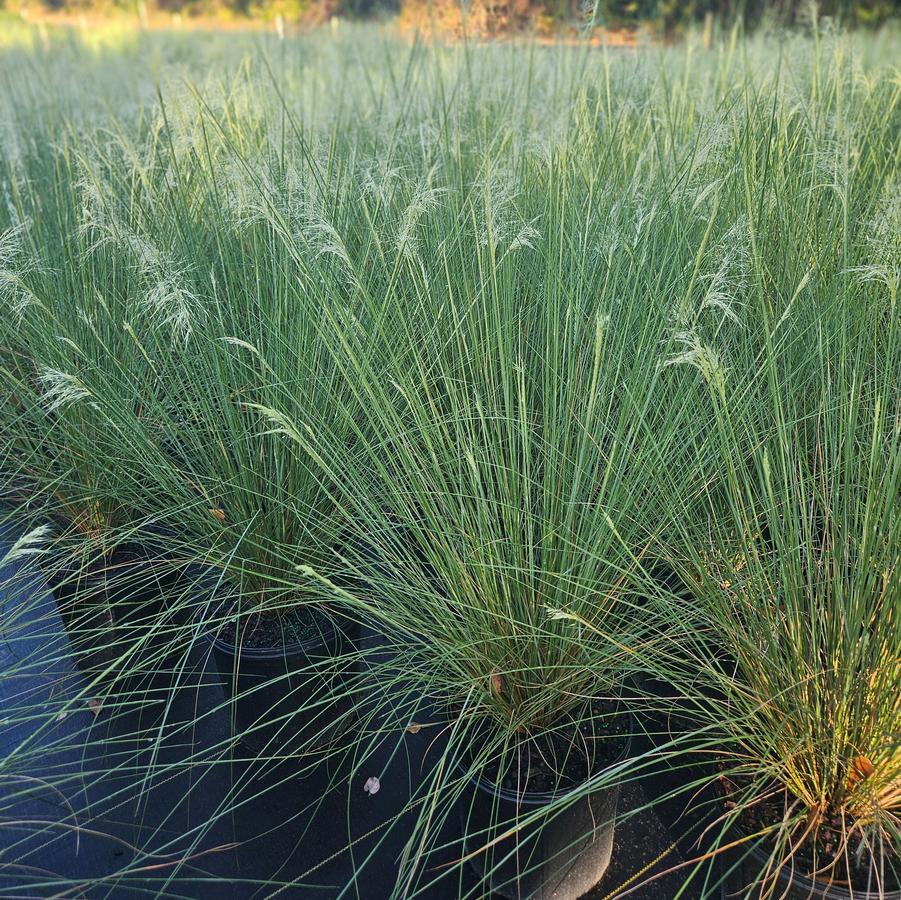Muhlenbergia capillaris 'White Cloud' - White Cloud Muhlygrass from Jericho Farms