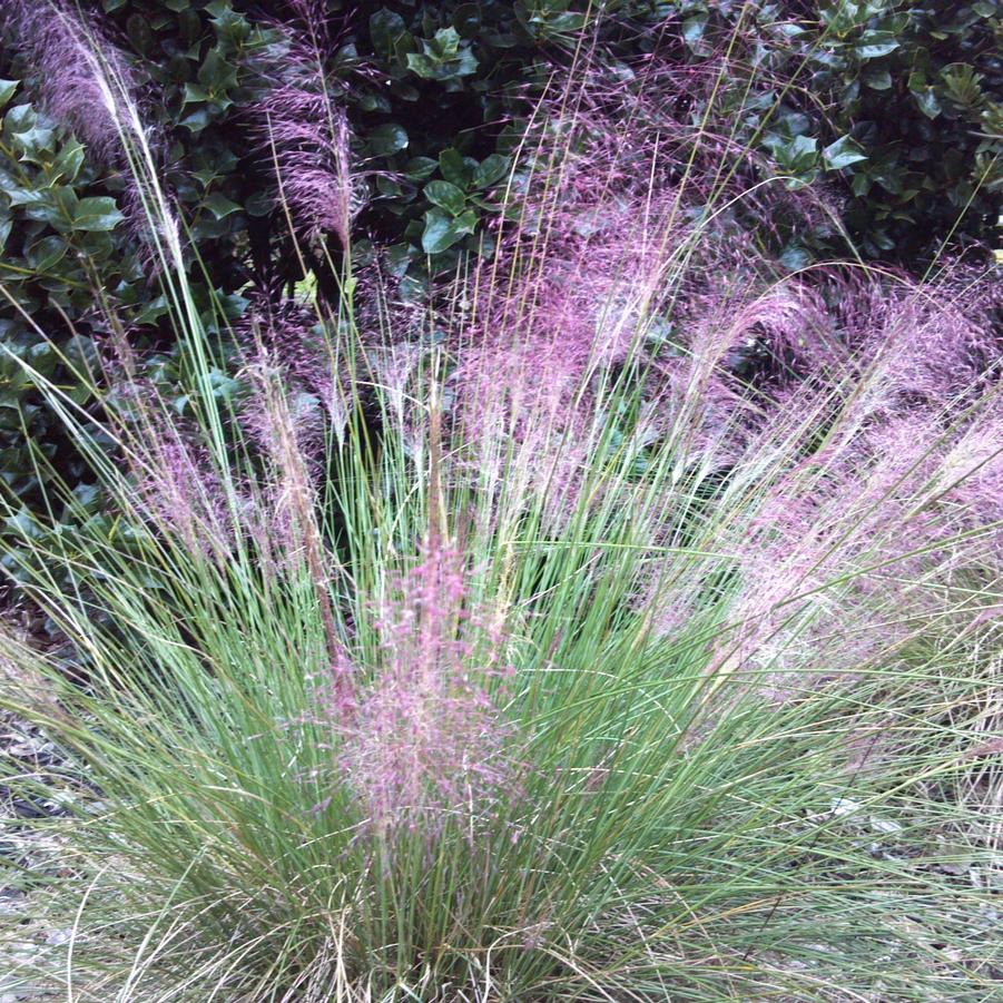 Muhlenbergia capillaris - Muhlygrass from Jericho Farms