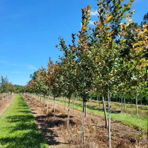 Nyssa sylvatica 'Wildfire' - Blackgum from Jericho Farms