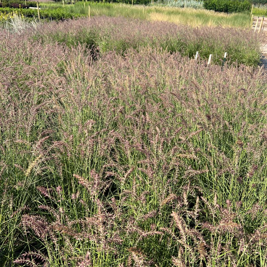 Pennisetum orientale 'Karley Rose' - Oriental Fountain Grass from Jericho Farms