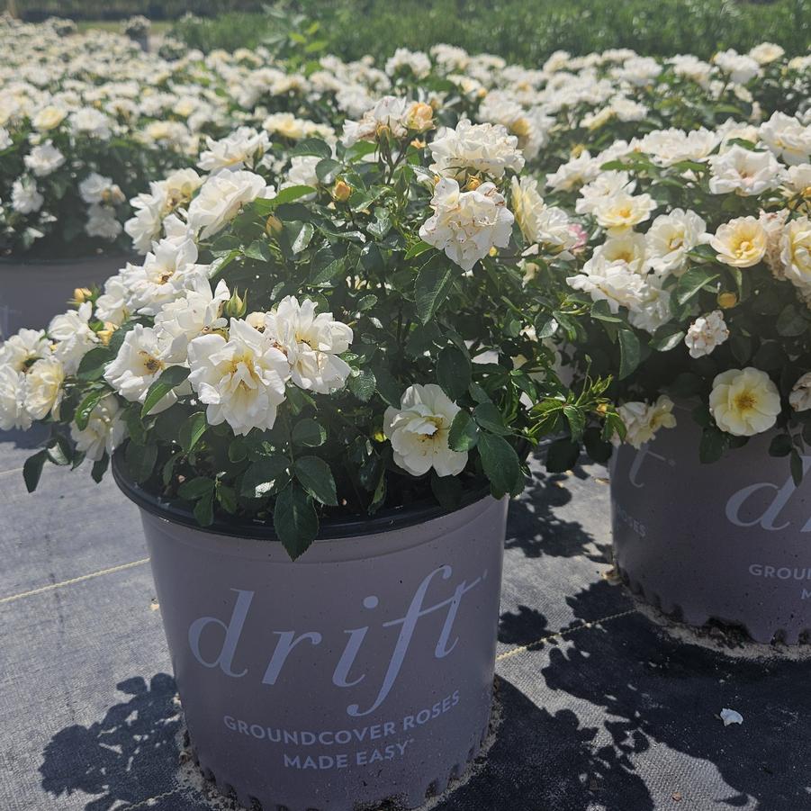 Rosa 'Popcorn Drift®' - Rose from Jericho Farms