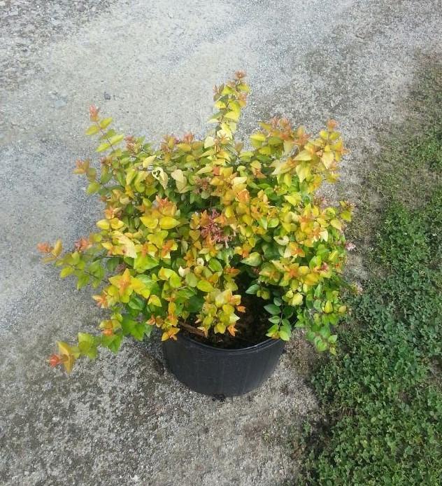 Abelia 'Canyon Creek' - Glossy Abelia from Jericho Farms