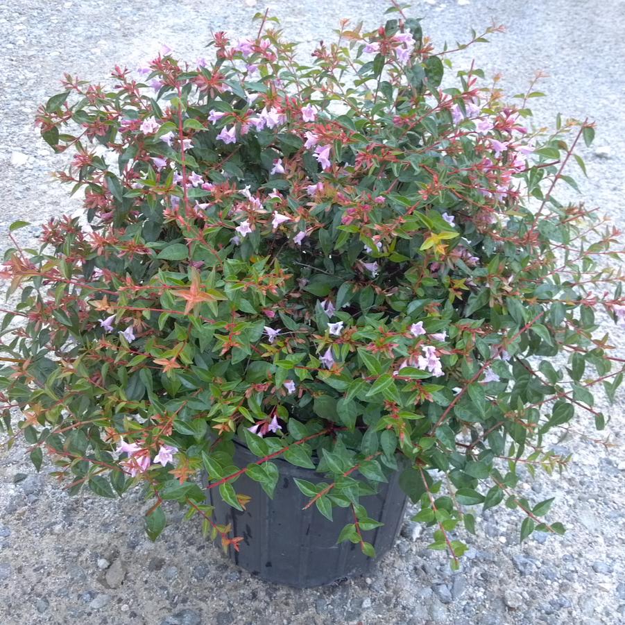 Abelia 'Edward Goucher' - Abelia from Jericho Farms
