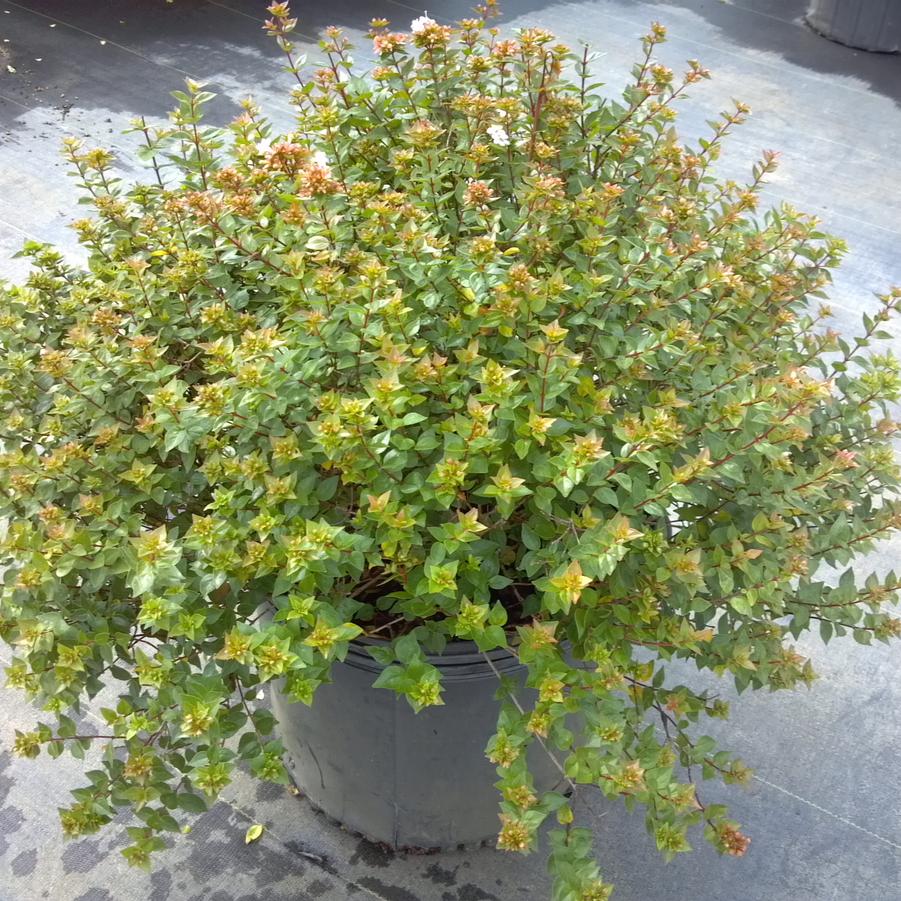Abelia x grandiflora 'Rose Creek' - Glossy Abelia from Jericho Farms