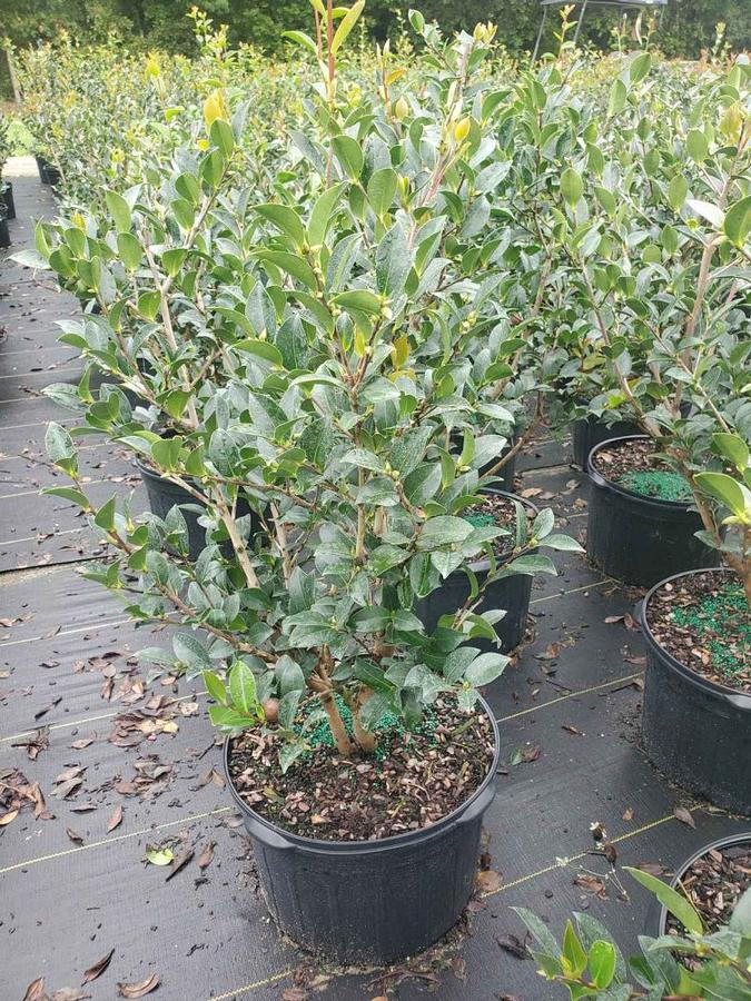Camellia sasanqua 'Kanjiro' - Camellia from Jericho Farms