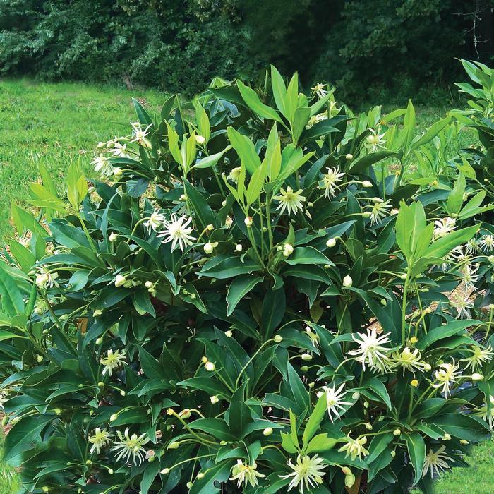 Illicium Orion™