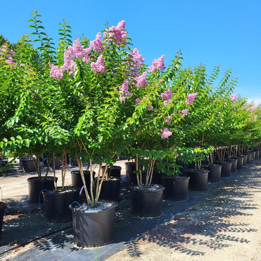 Lagerstroemia indica x fauriei 'Muskogee' - Crape Myrtle from Jericho Farms