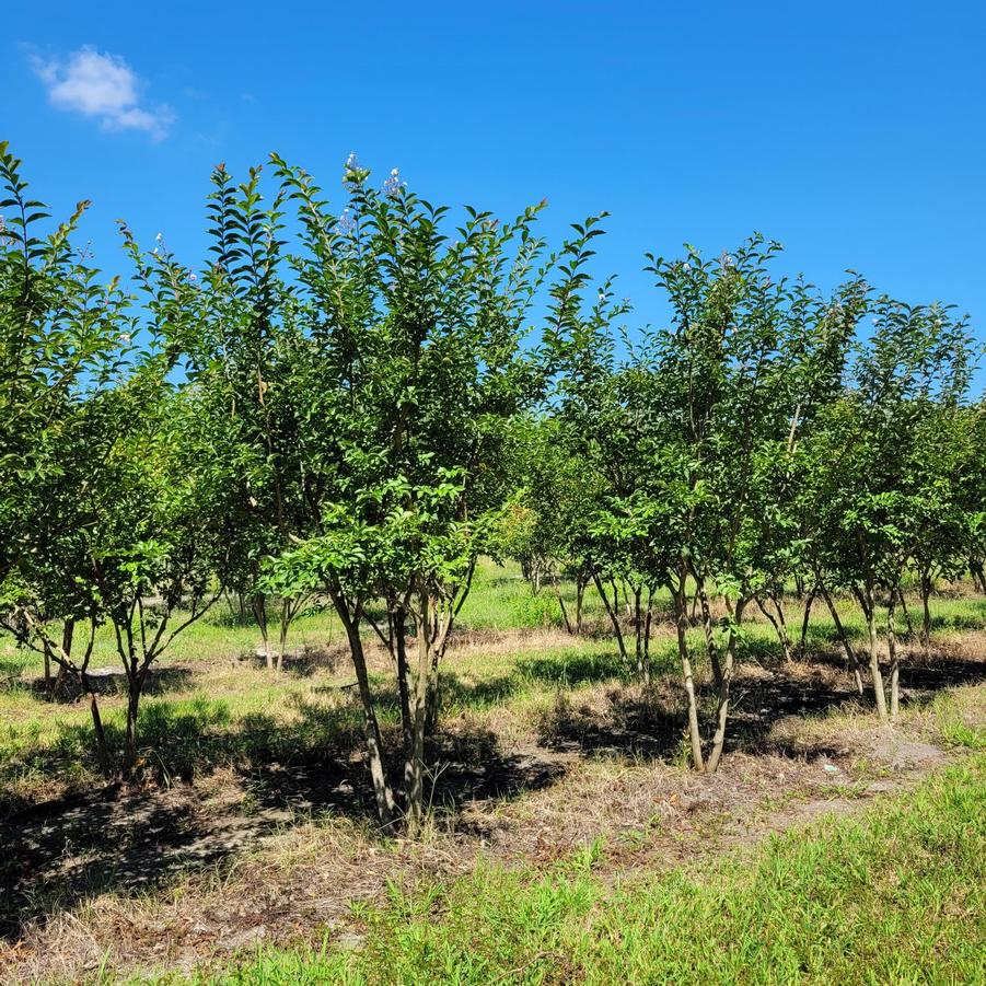 Lagerstroemia indica x fauriei 'Natchez' - Crapemyrtle from Jericho Farms