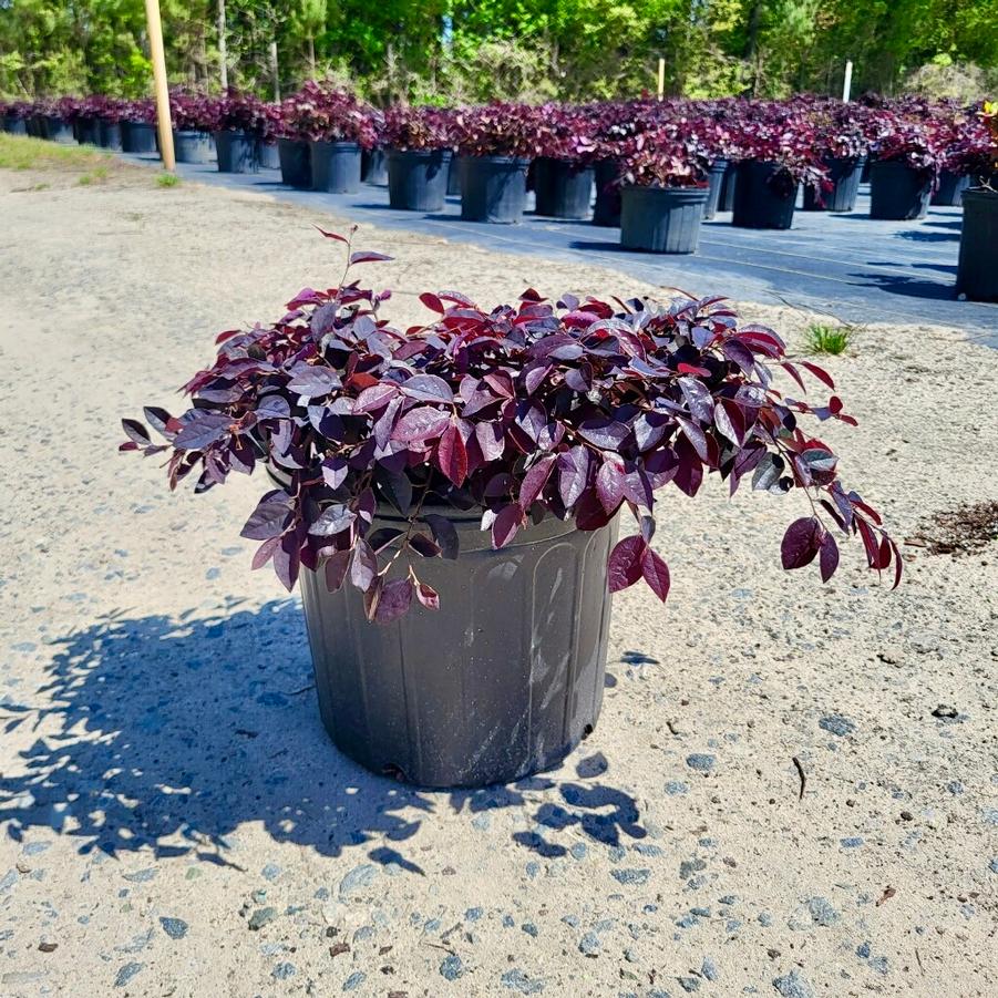 Loropetalum chinense 'Cerise Charm' - Chinense Fringe Flower from Jericho Farms