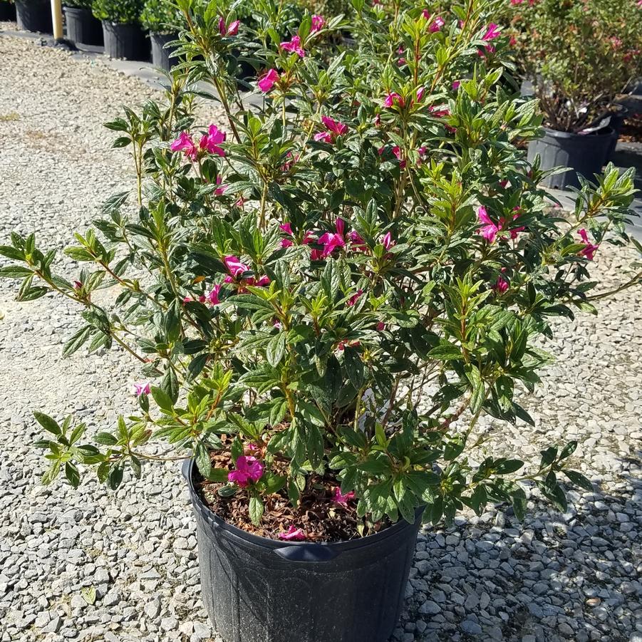 Rhododendron Encore® 'Autumn Amethyst®' - Azalea from Jericho Farms