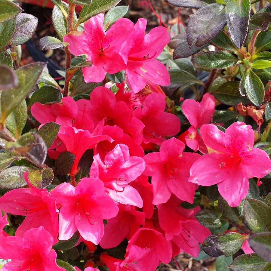 Rhododendron Encore® 'Autumn Ruby®' - Azalea from Jericho Farms