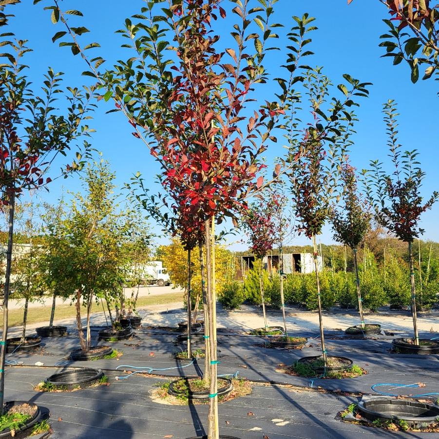 Nyssa sylvatica 'Green Gable™' - Black Gum from Jericho Farms