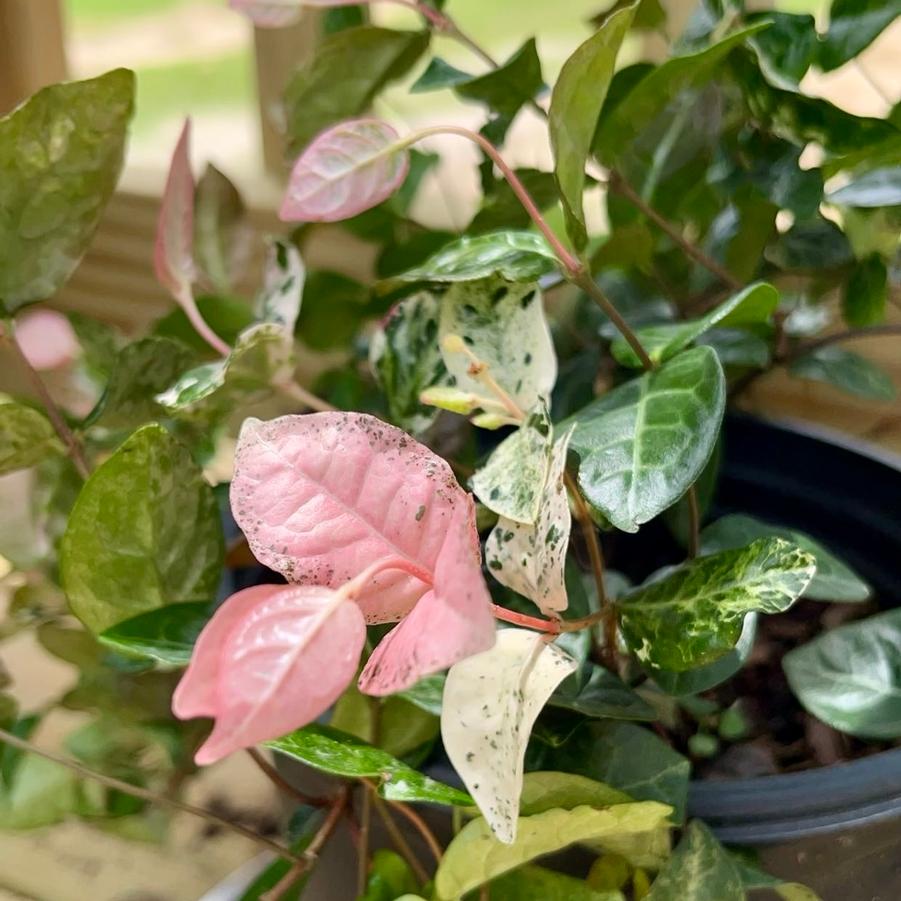 Trachelospermum asiaticum 'Snow-N-Summer™' - Asiatic Jasmine from Jericho Farms