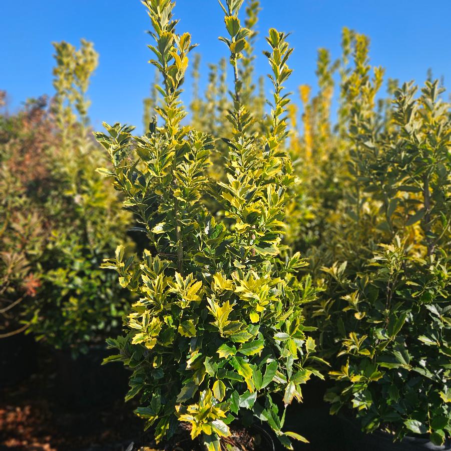 Ilex 'Golden Oakland®' - Holly from Jericho Farms