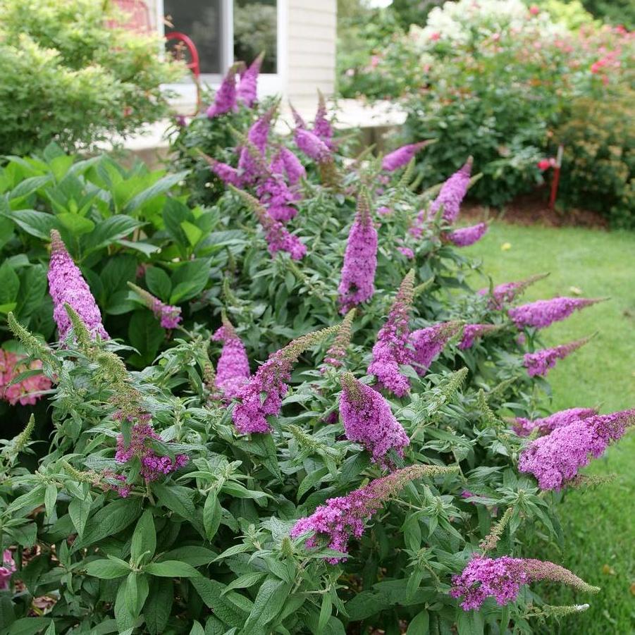 Photo courtesy of Proven Winners ColorChoice Shrubs