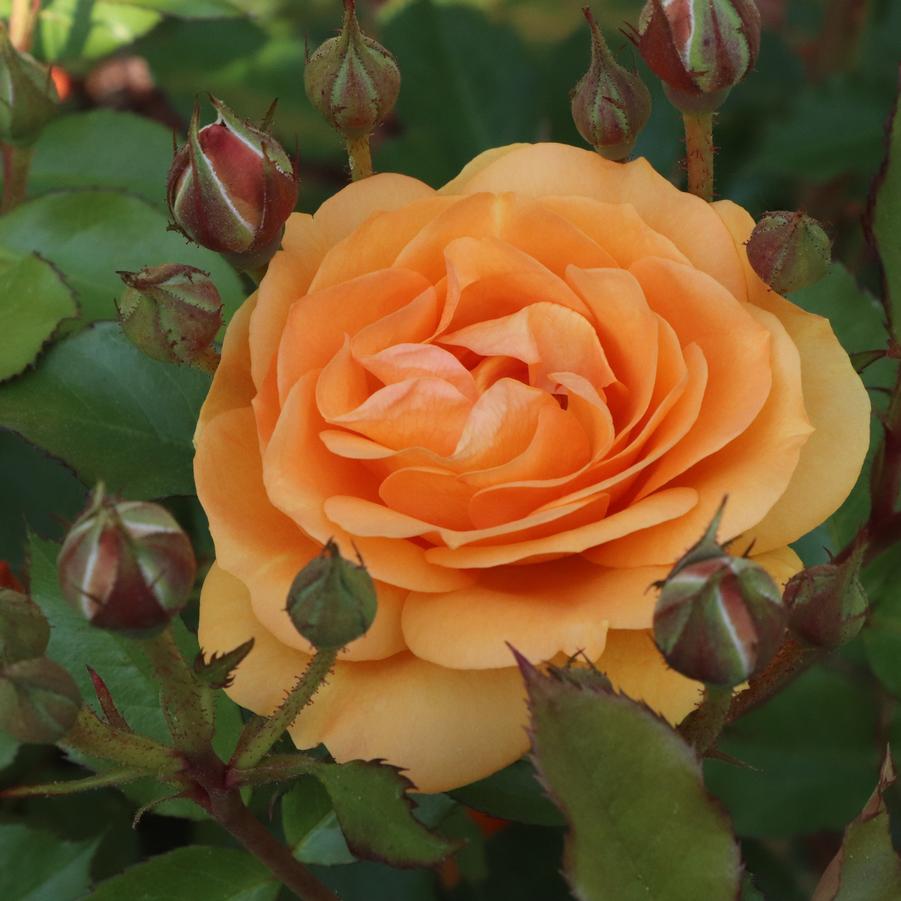 Photo courtesy of Proven Winners ColorChoice Shrubs
