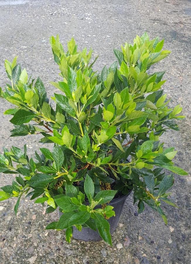Clethra alnifolia 'Hummingbird' - Summersweet from Jericho Farms