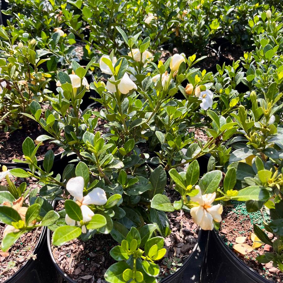 Gardenia jasminoides 'Kleim's Hardy' - Gardenia from Jericho Farms