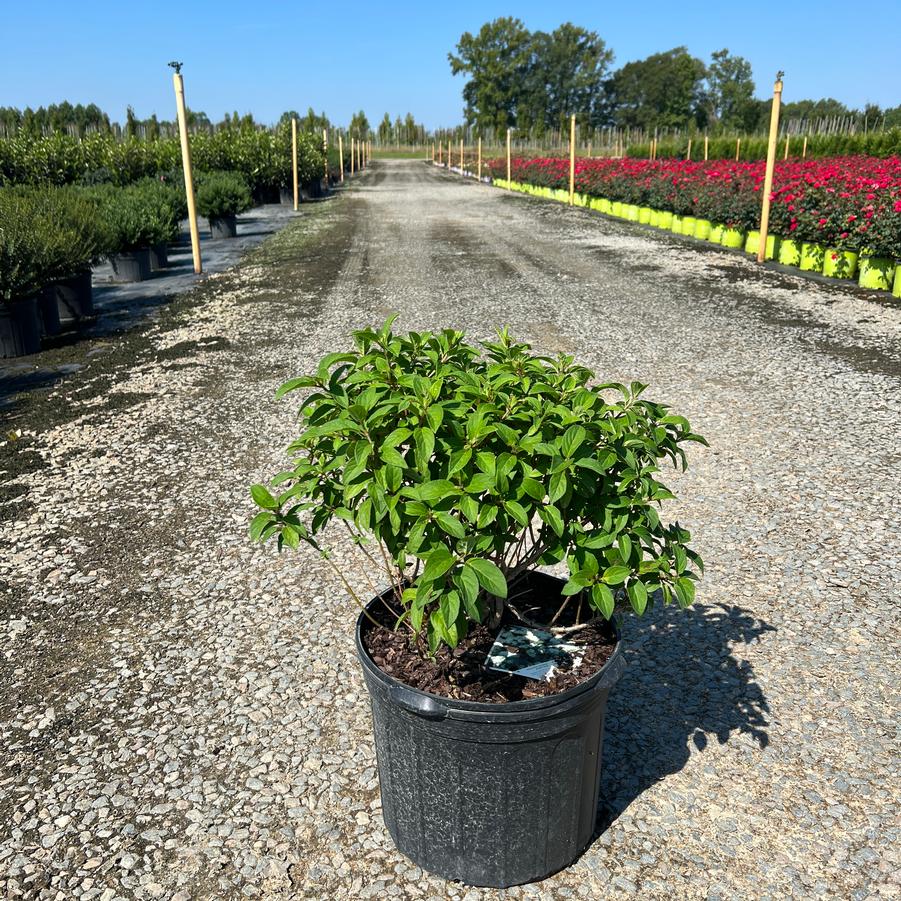 Hydrangea paniculata 'Bobo�' - Panicle Hydrangea from Jericho Farms