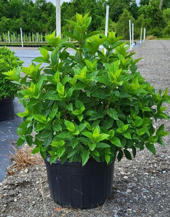 Hydrangea paniculata 'Little Lime�' - Panicle Hydrangea from Jericho Farms