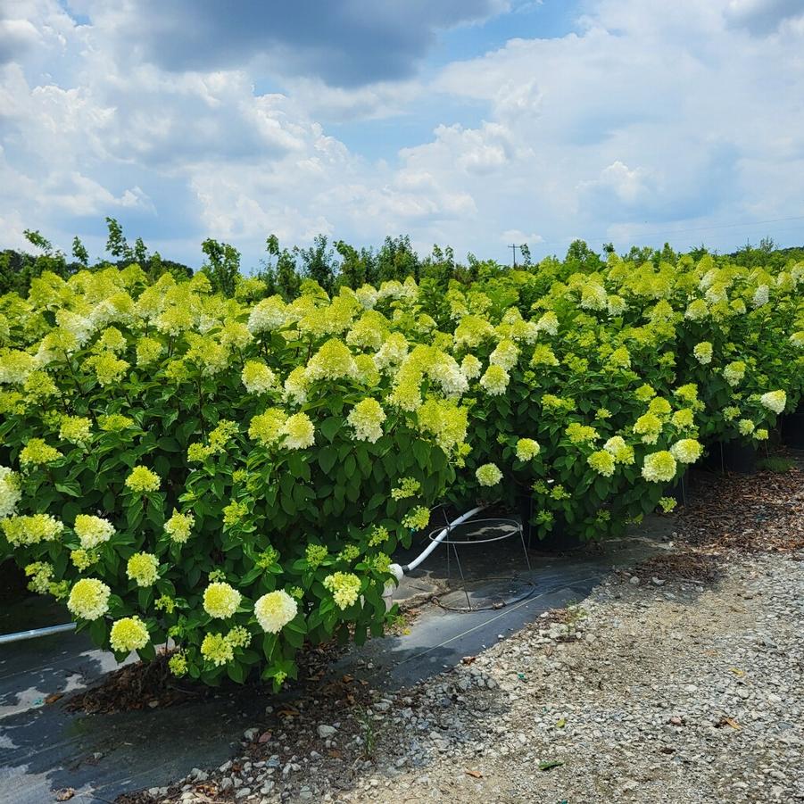 Hydrangea paniculata 'Limelight Prime®' - Panicle Hydrangea from Jericho Farms