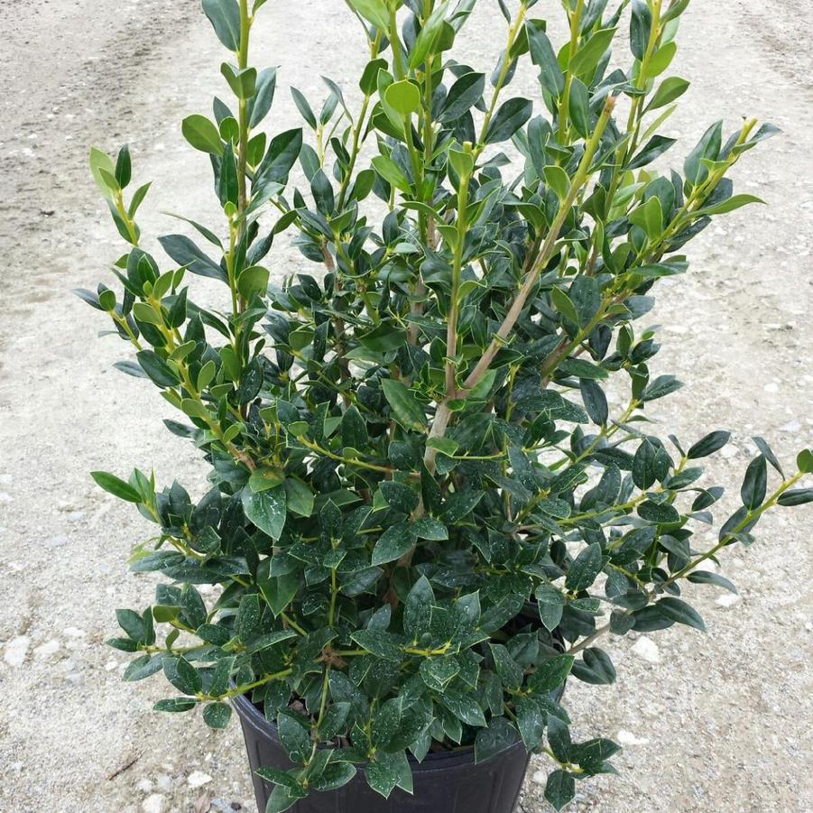 Ilex cornuta 'Needlepoint' - Chinese Holly from Jericho Farms