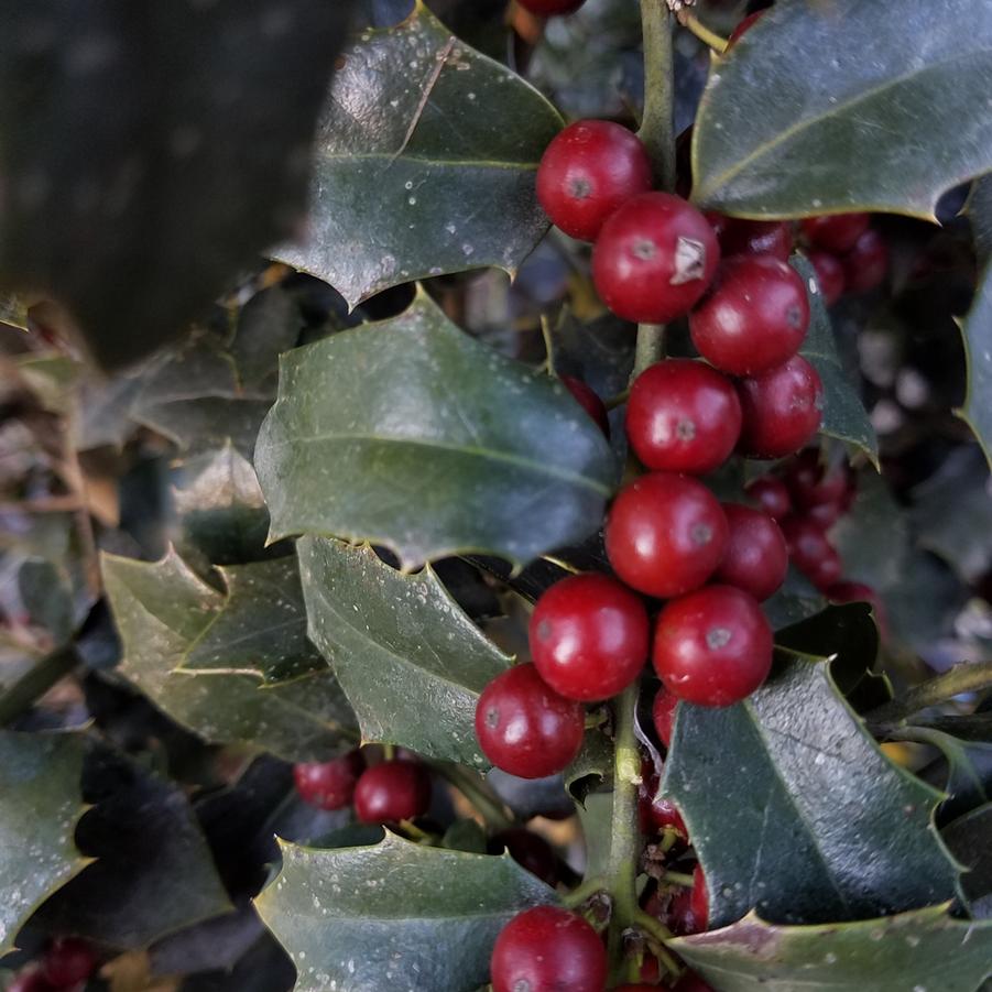 Ilex 'Christmas Jewel®' - Holly from Jericho Farms