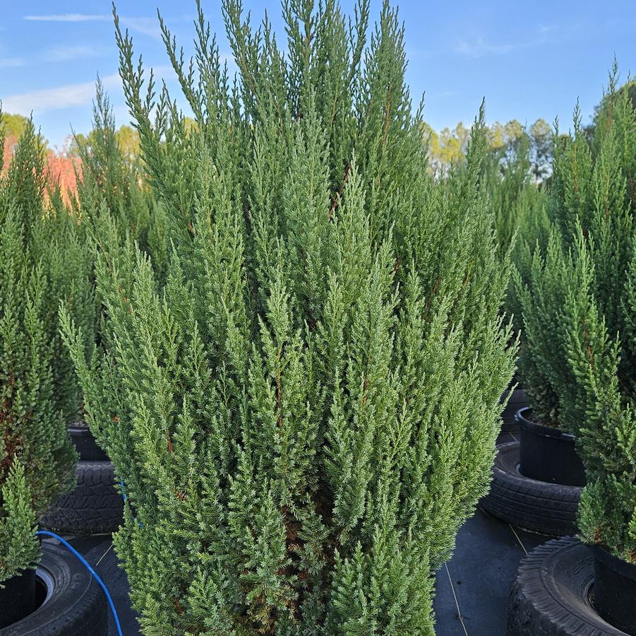 Juniperus chinensis 'Blue Point' - Chinese Juniper from Jericho Farms
