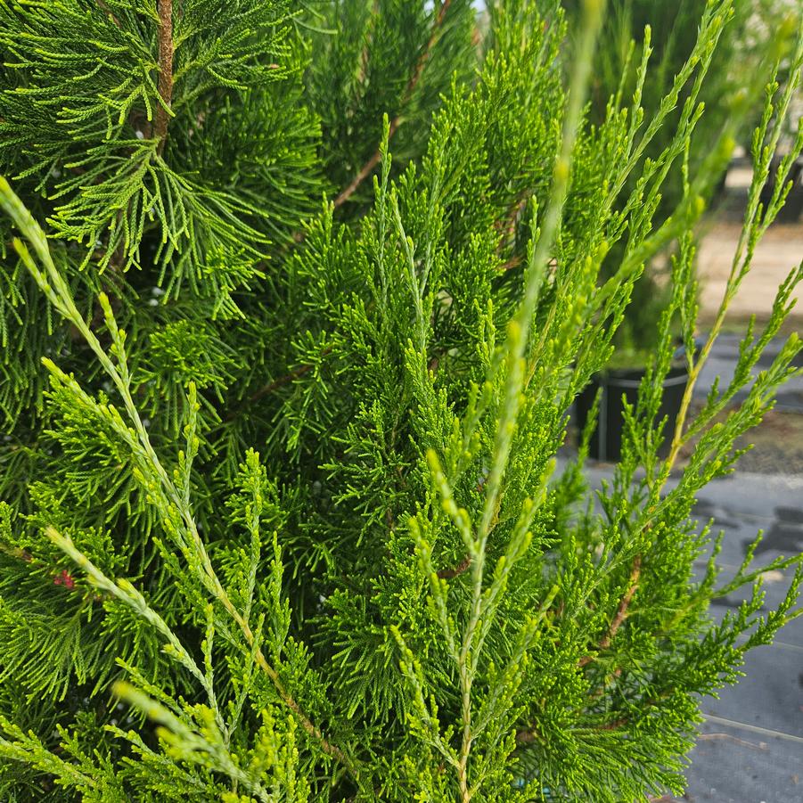 Juniperus chinensis 'Hetzii Columnaris' - Chinese Juniper from Jericho Farms
